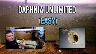 How I Raise Daphnia Water Fleas And You Can Too [upl. by Attenna184]