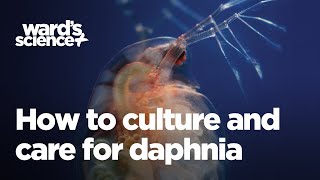 Caring and Culturing for Daphnia [upl. by Nylrebmik]