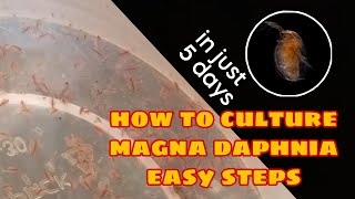 How to Culture Magna Daphnia Easily [upl. by Artek]