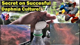 How to Culture Daphnia Successfully [upl. by Iseabal]