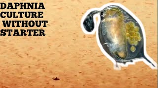 HOW TO CULTURE DAPHNIA NATURALLY WITHOUT A STARTER [upl. by Anivol]