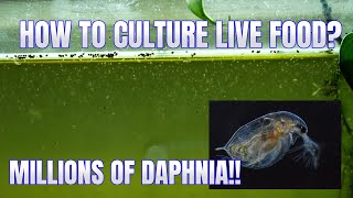 How to Culture Daphnia Secret Method to Breed MILLIONS  Simply Aquatic [upl. by Ced]