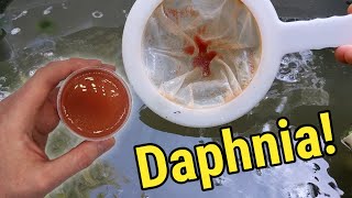 How I Culture Daphnia In Outdoor Tubs [upl. by Dominick36]