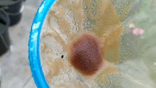 How to culture daphnia moina in a small container Part 1 English Subtitle [upl. by Shargel]