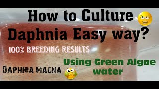 Daphnia MagnaHow to Culture Daphnia Easy wayCulturing Daphnia using Green water Daphnia [upl. by Nelav]