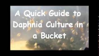 How to culture daphnia outside [upl. by Nellek]