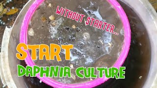 How to culture daphnia moina the easy way 1  Starting the Daphnia culture [upl. by Adria]