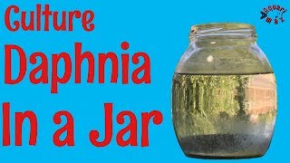 How to Culture Daphnia in a Jar [upl. by Annalise846]