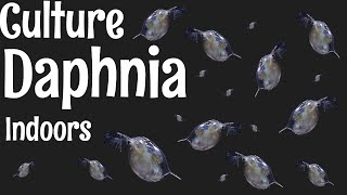 How to Culture Daphnia [upl. by Wight198]