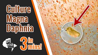 How to culture DAPHNIA MAGNA  The easy way [upl. by Mansfield]