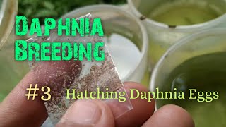 Daphnia Culture made simple and easy 3  Hatching Daphnia eggs [upl. by Thrift]