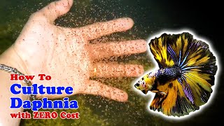 How to Culture Daphnia with ZERO Cost  Unlimited Live Food For Our Fish [upl. by Aratahs]