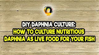 DIY Daphnia Culture How to Culture Nutritious Daphnia as Live Food for Your Fish [upl. by Nomde]