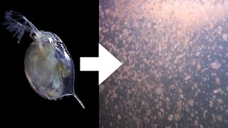 How I Culture Daphnia [upl. by Hedges]