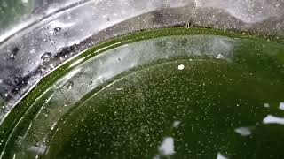 DAPHNIA MOINA CULTURE IN A SMALL BUCKET [upl. by Loutitia560]