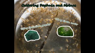 How To Culture Daphnia and Moinas using Green Water Spirulina powder [upl. by Annuhsal]