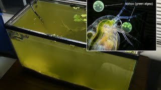 Raising Daphnia for the Freshwater Aquarium [upl. by Ravens996]