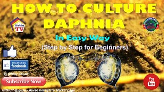 HOW TO CULTURE DAPHNIA In Easy Way [upl. by Sidonius837]